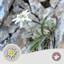 Papier Edelweiss, Witzig Druck AG