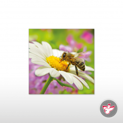 Wandbild Biene, Witzig Druck AG