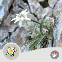 Papier Edelweiss Witzig Druck AG